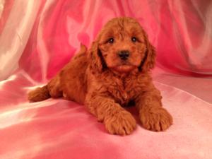 Female Miniature Goldendoodle Puppy for sale #3 Born June 19th 2013|Air fare to Maryland and Massachusetts only $150